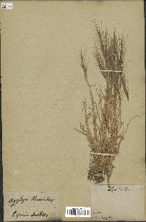 spécimen de Aegilops triuncialis