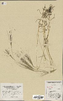 spécimen de Aegilops triuncialis