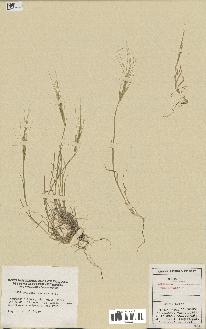 spécimen de Aegilops triuncialis