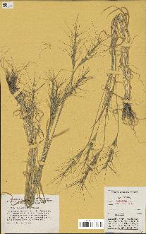 spécimen de Aegilops triuncialis
