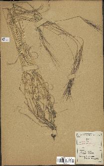 spécimen de Aegilops triuncialis
