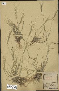 spécimen de Aegilops triuncialis