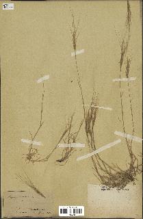 spécimen de Aegilops triuncialis