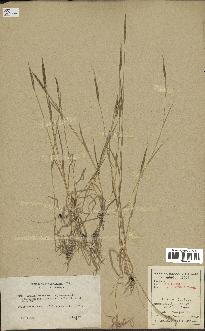 spécimen de Aegilops ventricosa