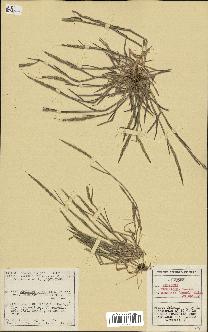 spécimen de Aegilops ventricosa