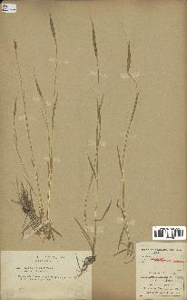 spécimen de Aegilops ventricosa