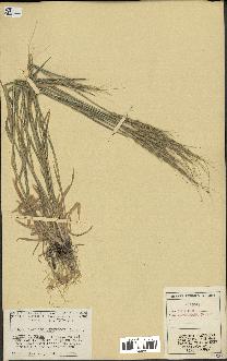 spécimen de Aegilops ventricosa
