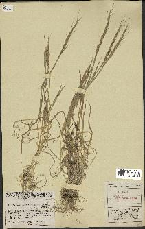 spécimen de Aegilops ventricosa