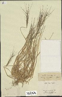 spécimen de Aegilops triuncialis