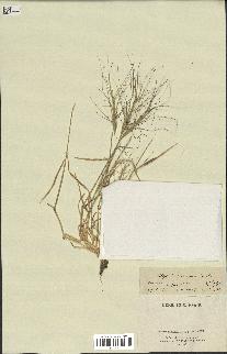 spécimen de Aegilops triuncialis