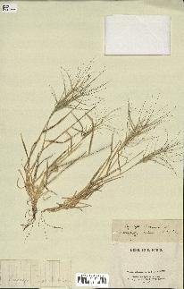 spécimen de Aegilops triuncialis