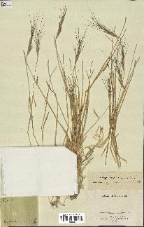 spécimen de Aegilops triuncialis