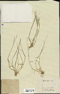 spécimen de Aegilops triuncialis