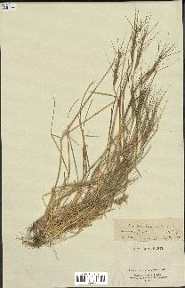 spécimen de Aegilops triuncialis