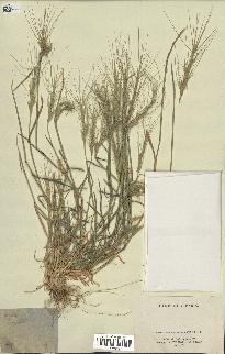 spécimen de Aegilops triuncialis