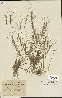 spécimen de Aegilops triuncialis