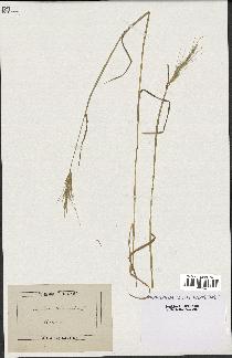 spécimen de Aegilops triuncialis