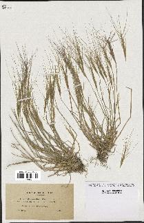 spécimen de Aegilops triuncialis
