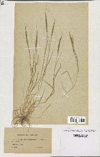 spécimen de Aegilops ventricosa