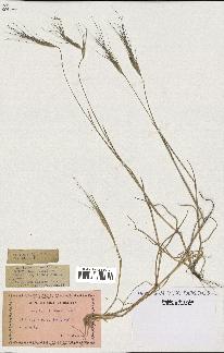 spécimen de Aegilops triuncialis