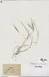 spécimen de Aegilops triuncialis