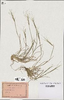 spécimen de Aegilops triuncialis
