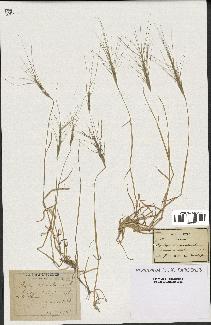 spécimen de Aegilops triuncialis