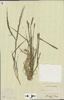 spécimen de Aegilops sp.