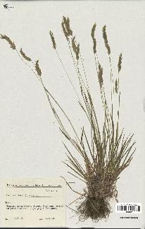 spécimen de Anthoxanthum odoratum