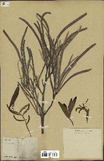 spécimen de Acacia heterophylla