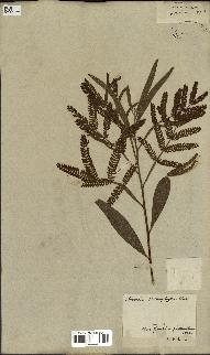 spécimen de Acacia heterophylla