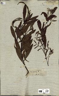 spécimen de Acacia heterophylla