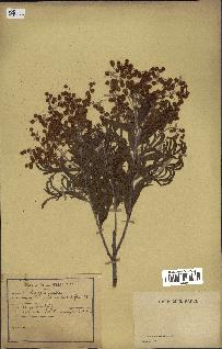 spécimen de Acacia heterophylla