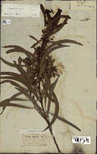 spécimen de Acacia heterophylla