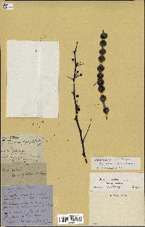 spécimen de Acacia nilotica