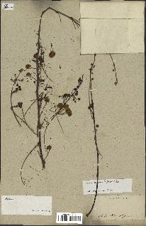 spécimen de Acacia nilotica
