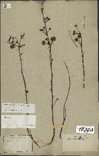 spécimen de Acacia nilotica