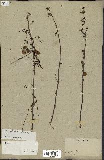 spécimen de Acacia nilotica