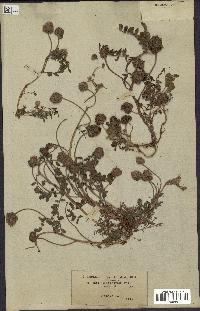 spécimen de Astragalus echinatus