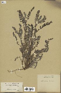 spécimen de Astragalus sesameus