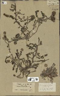 spécimen de Astragalus echinatus
