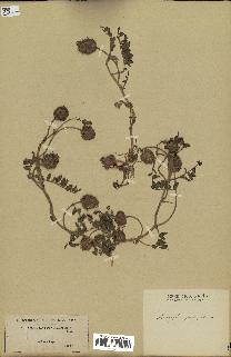 spécimen de Astragalus echinatus