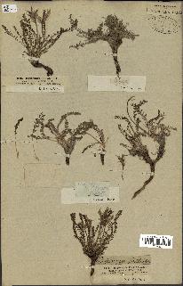 spécimen de Oxytropis foetida