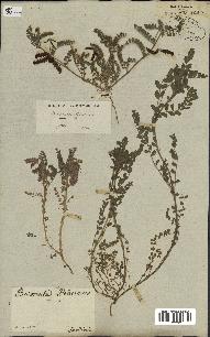 spécimen de Biserrula pelecinus