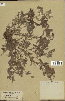 spécimen de Biserrula pelecinus