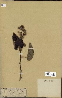spécimen de Rubus sp.