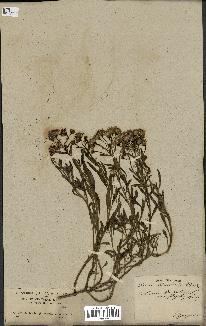 spécimen de Senecio linifolius