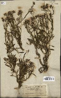 spécimen de Senecio linifolius