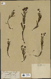 spécimen de Senecio linifolius