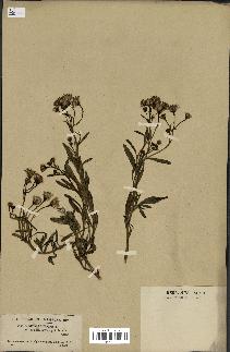 spécimen de Senecio linifolius